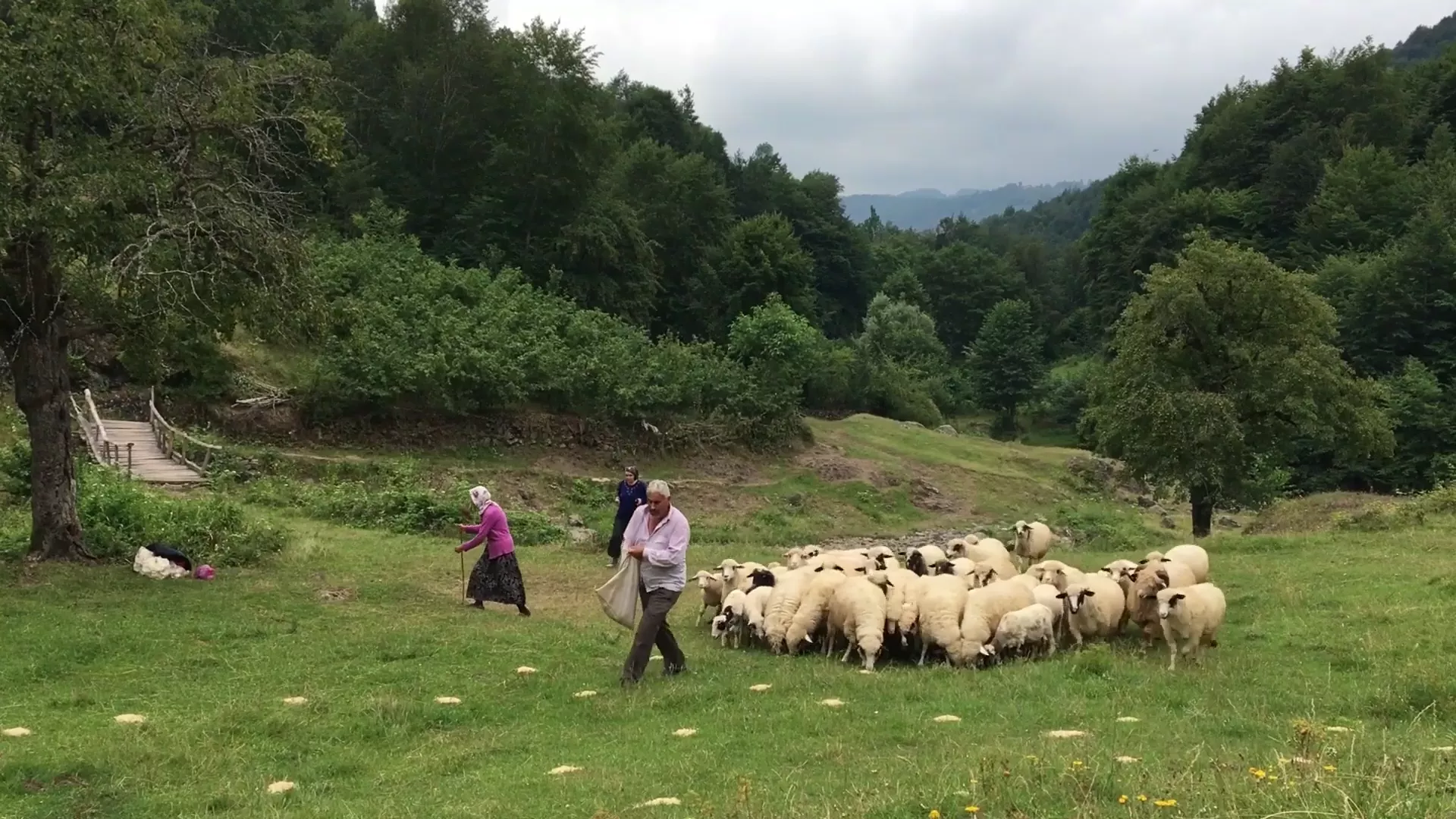 A Flock of Sheep -  - Wondermint